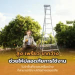 บันไดเก็บผลไม้ - Image 2